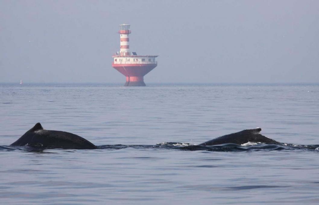 Whalewatching Quebec