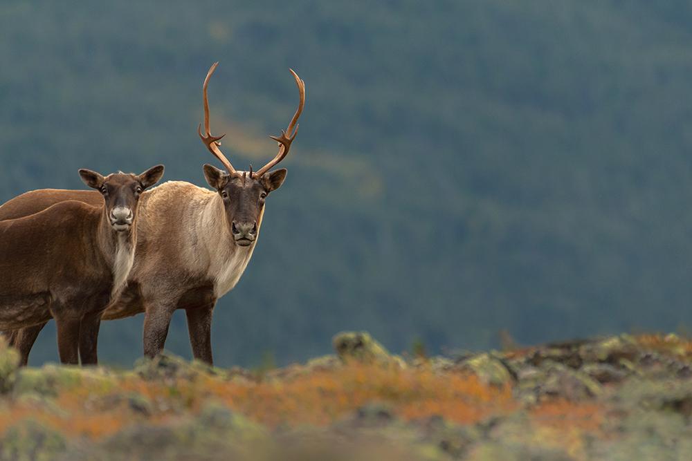 Caribous at Parc national Gaspésie