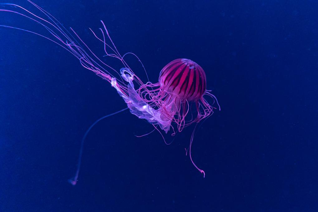 La relâche à l'Aquarium du Québec - Festival des méduses