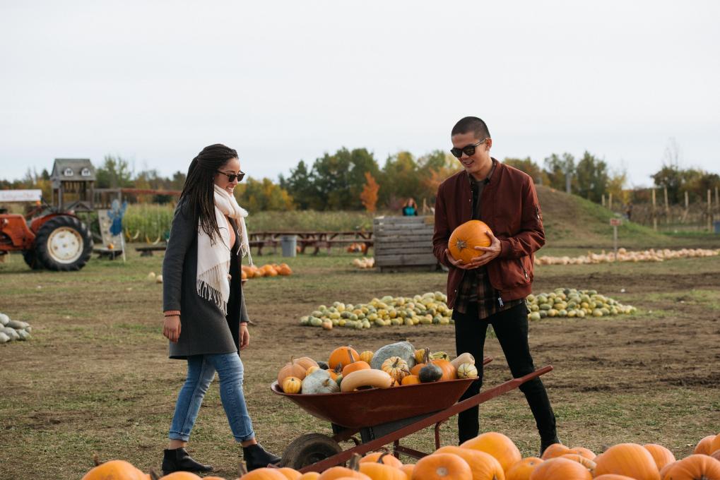 Autocueillette de courges à la ferme