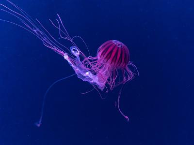 La relâche à l'Aquarium du Québec - Festival des méduses