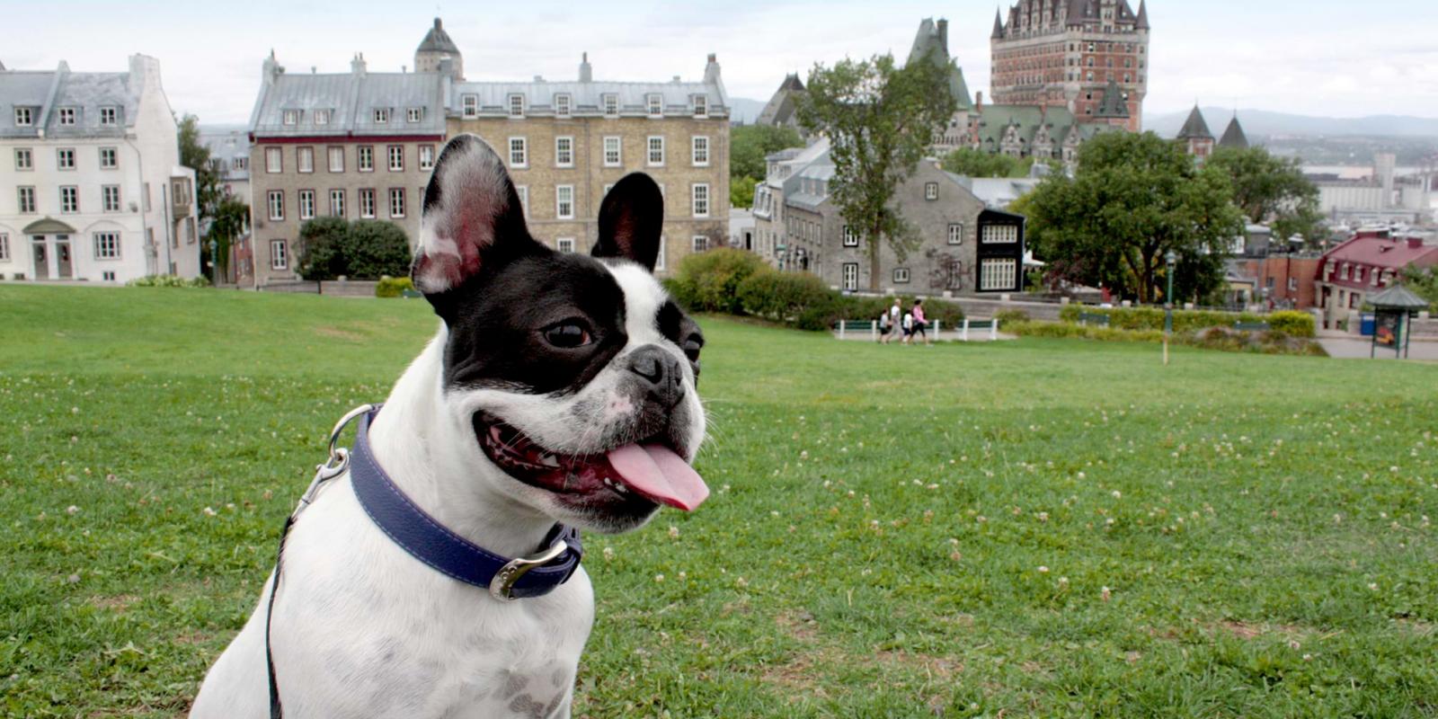 what can dogs do in quebec city