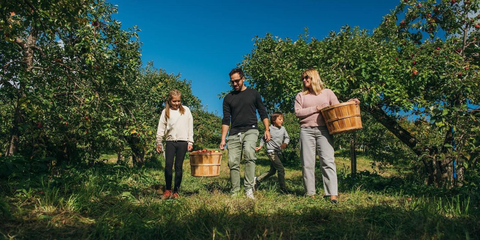 Famille qui cueille des pommes