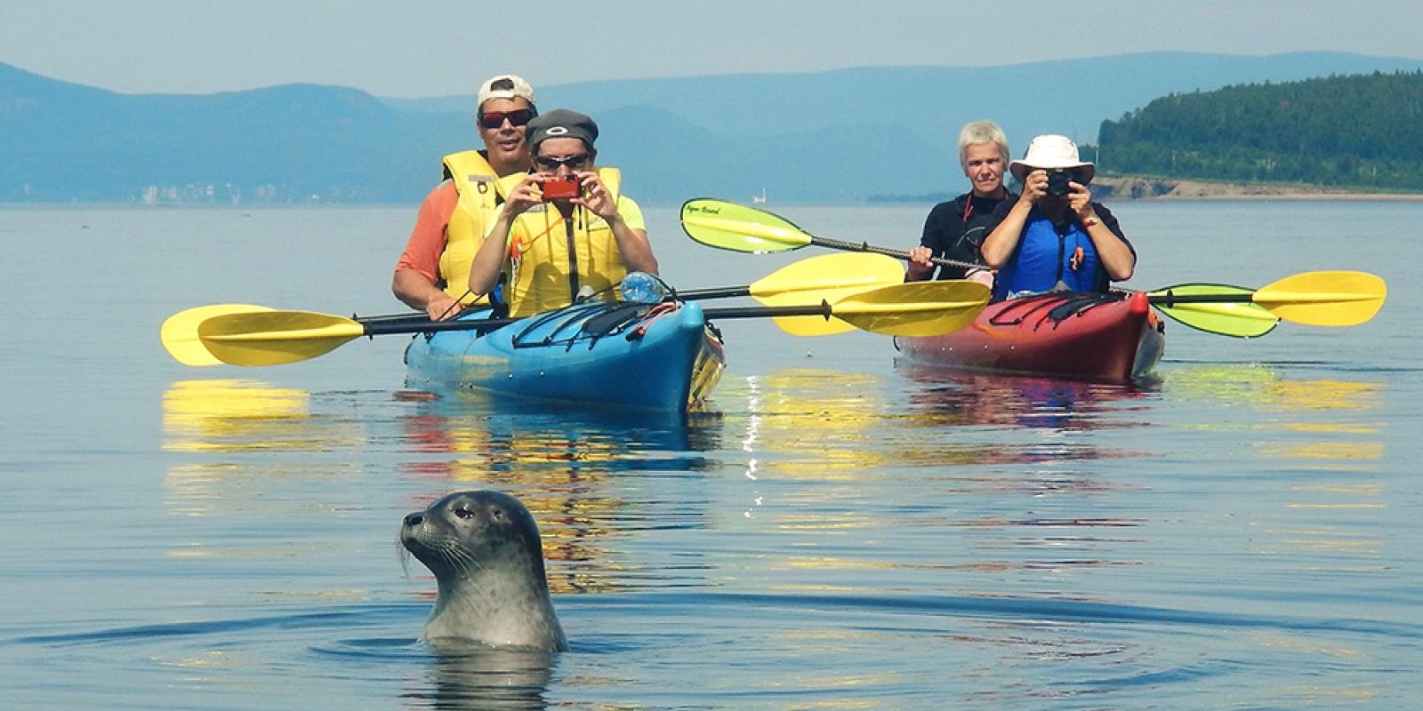 Seal watching from kayaks 