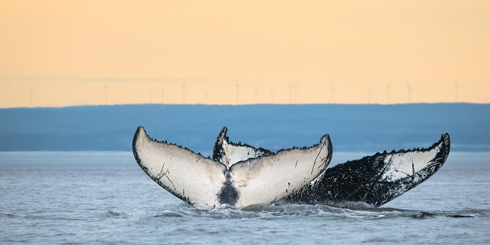 Queues de baleines qui sortent de l'eau