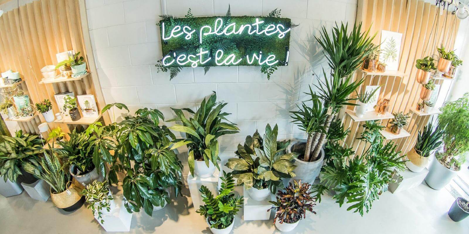Folia Design : Le spécialiste en plantes d'intérieur à Québec