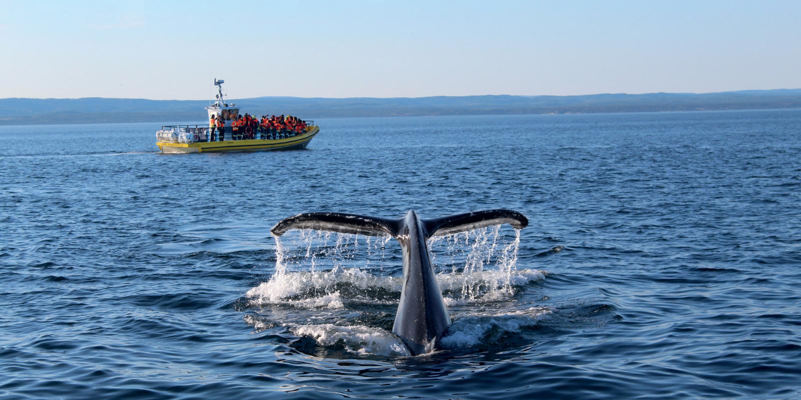 Whale watching on a zodiac