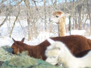 La Bio Ferme des Caps - Alpacas