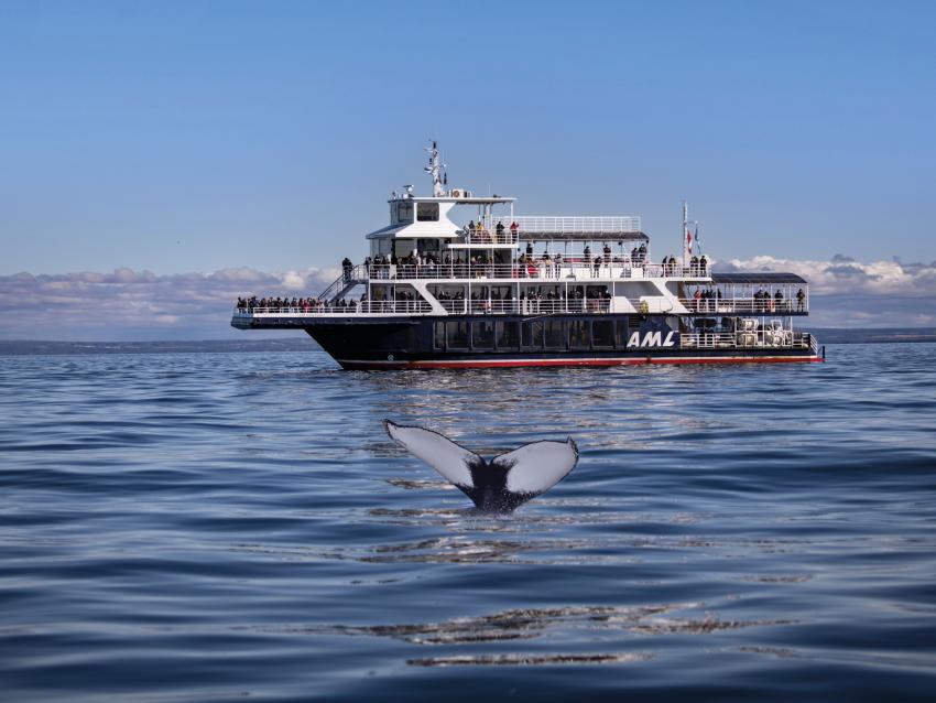 Excursion observation aux baleines