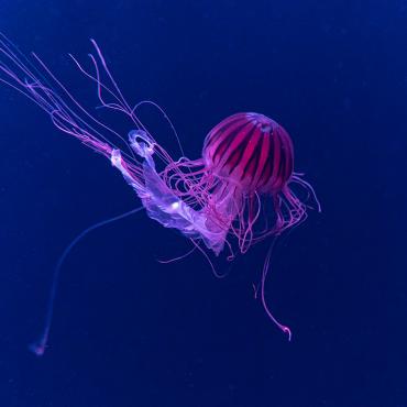 La relâche à l'Aquarium du Québec - Festival des méduses